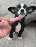 Max , a male Chihuahua for sale in Dallas, TX – 4 of 5