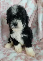 Winston, a male Poodle - Toy  for sale in Moreno Valley, CA – 3 of 5