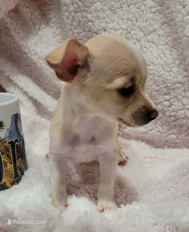 LUCKY – Chihuahua puppy for sale in Los Angeles, CA