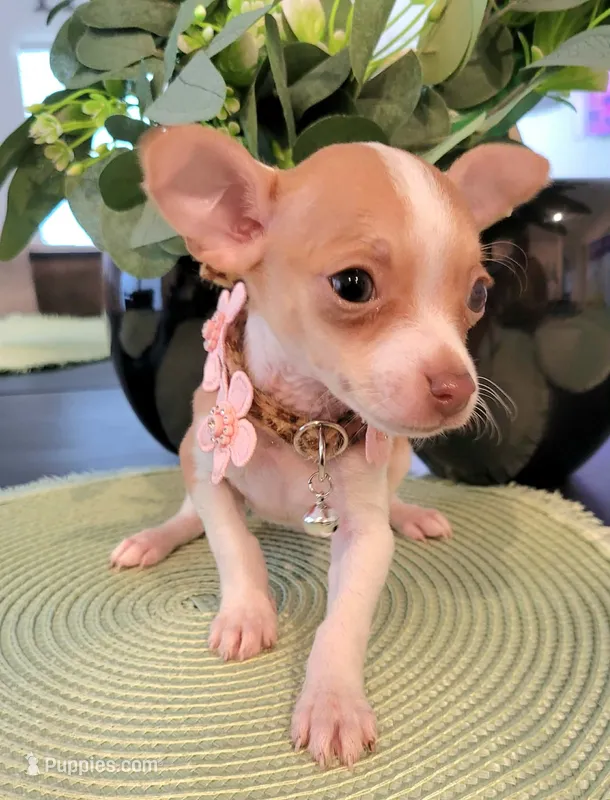 MITZI – Chihuahua puppy for sale in Dallas, TX