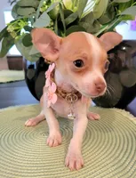 MITZI, a female Chihuahua for sale in Dallas, TX – 1 of 4