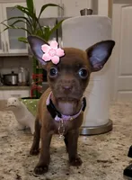 LIL TINY PRINCESS, a female Chihuahua for sale in Moreno Valley, CA – 4 of 4