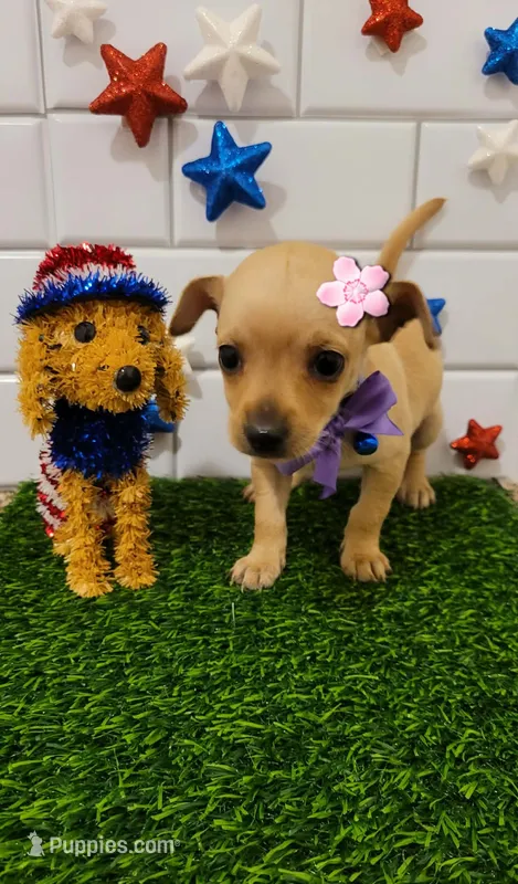 DAIZY  – Chihuahua puppy for sale in Dallas, TX