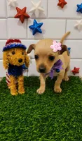 DAIZY , a female Chihuahua for sale in Dallas, TX – 1 of 1