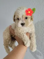 DAIZY , a female Poodle - Toy  for sale in Irving, TX – 3 of 3