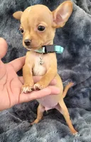RABITO, a male Chihuahua for sale in Fontana, CA – 1 of 6