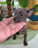 Lil TEACUP BLUE, a male Chihuahua for sale in Katy, TX – 8 of 9