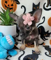 TEACUP LILI, a female Chihuahua for sale in Fontana, CA – 8 of 8