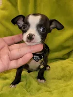 LIL TEACUP YOGI, a male Chihuahua for sale in Garland, TX – 4 of 6