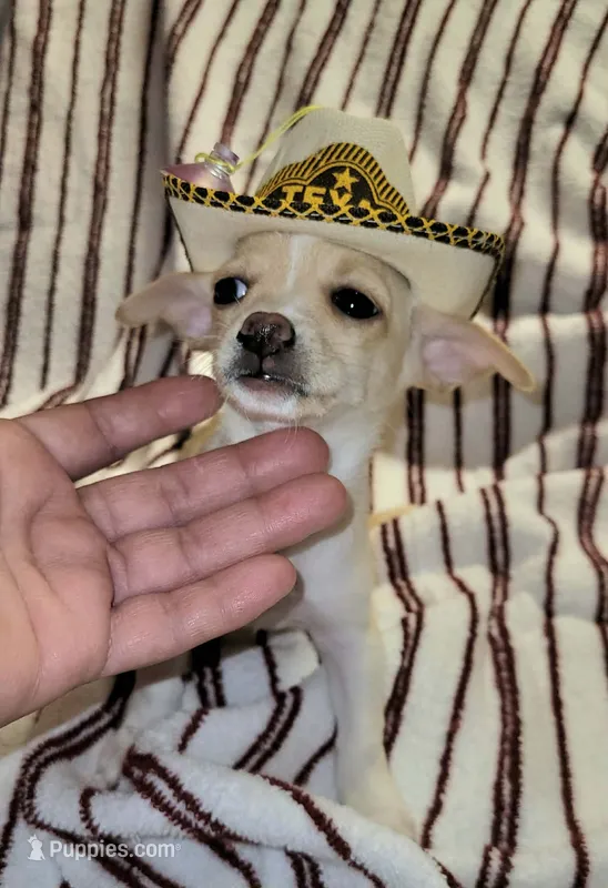 LUCKY – Chihuahua puppy for sale in Dallas, TX