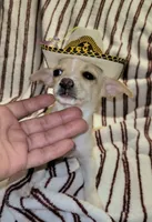 LUCKY, a male Chihuahua for sale in Dallas, TX – 1 of 7