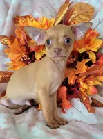 DEER HEAD MINITOYCANELO (DELIVERY AVAILABLE), a male Chihuahua for sale in Fontana, CA – 2 of 4