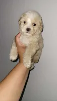 DAIZY , a female Poodle - Toy  for sale in Irving, TX – 2 of 3