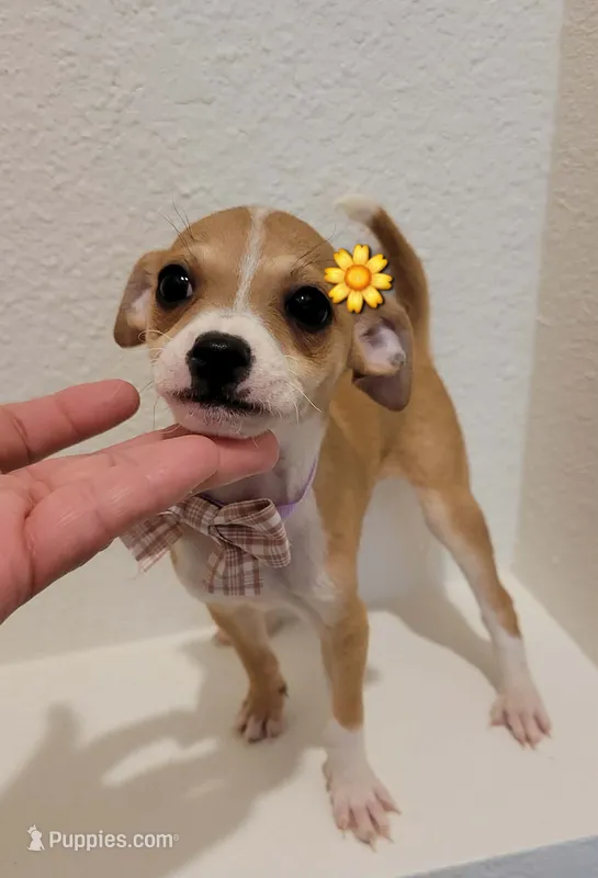 RITA – Chihuahua puppy for sale in Dallas, TX