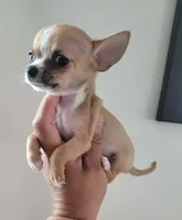 LIL TEACUP BANDIT, a male Chihuahua for sale in Garland, TX – 5 of 7