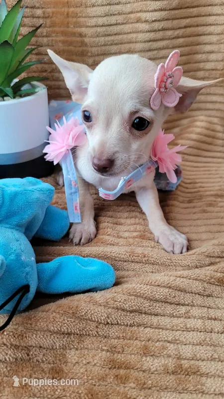 Lil TEACUP LUCY – Chihuahua puppy for sale in Fontana, CA