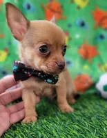 LIL TINY JERRY, a male Chihuahua for sale in Dallas, TX – 6 of 7