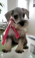 LADY, a female Miniature Schnauzer for sale in Fontana, CA – 2 of 5