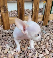 LIL JERRY , a male Chihuahua for sale in Bakersfield, CA – 3 of 10