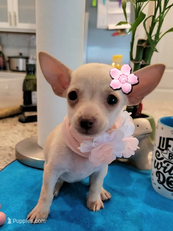 Lil lucy – Chihuahua puppy for sale in Moreno Valley, CA