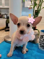 Lil lucy, a female Chihuahua for sale in Covina, CA – 1 of 8