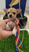 PACO, a male Chihuahua for sale in Dallas, TX – 4 of 6
