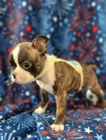 MUÑECO, a male Boston Terrier for sale in Dallas, TX – 3 of 7