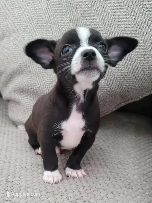 Max  – Chihuahua puppy for sale in Dallas, TX