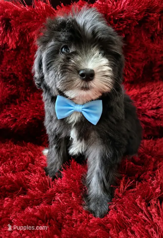 RUFFO – Maltipoo puppy for sale in Fontana, CA