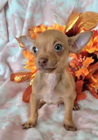 Lil MINITOY RED, a male Chihuahua for sale in Coachella, CA – 5 of 5