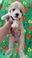 TEDDY, a male Poodle - Toy  for sale in Dallas, TX – 2 of 5