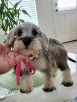 LADY, a female Miniature Schnauzer for sale in Fontana, CA – 5 of 5