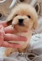 MINI MALTEPOO JERRY, a male Maltipoo for sale in Dallas, TX – 5 of 5