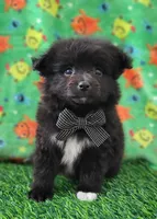 Lucky, a male Pomeranian for sale in Dallas, TX – 7 of 7