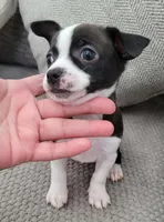 Lucky, a male Chihuahua for sale in Dallas, TX – 2 of 4