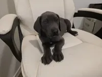 GREAT DANE BLUE , a female Great Dane for sale in Dallas, TX – Photo 4 of 7