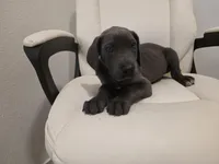GREAT DANE BLUE , a female Great Dane for sale in Dallas, TX – Photo 7 of 7