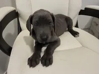 GREAT DANE BLUE , a female Great Dane for sale in Dallas, TX – Photo 2 of 7