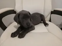 GREAT DANE BLUE , a female Great Dane for sale in Dallas, TX – Photo 5 of 7