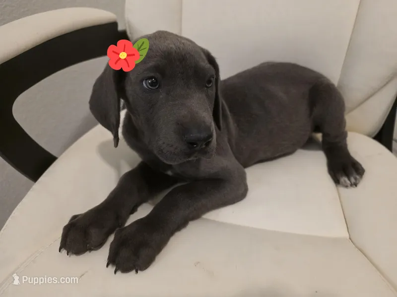 GREAT DANE BLUE  – Great Dane puppy for sale in Dallas, TX