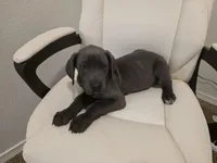 GREAT DANE BLUE , a female Great Dane for sale in Dallas, TX – Photo 6 of 7