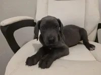 GREAT DANE BLUE , a female Great Dane for sale in Dallas, TX – Photo 3 of 7