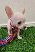 LIL JERRY , a male Chihuahua for sale in Dallas, TX – 3 of 4