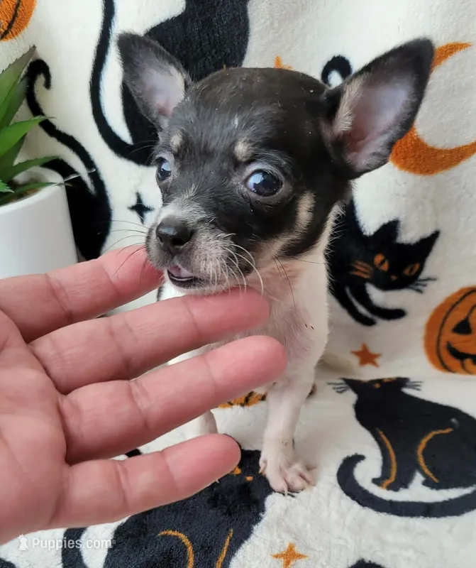 TEACUP BANDIT – Chihuahua puppy for sale in Destin, FL