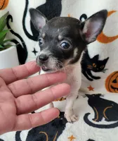 TEACUP BANDIT, a male Chihuahua for sale in Destin, FL – 1 of 4