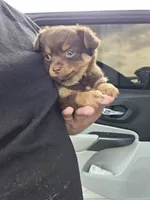 LONGCOAT ZELDA, a female Chihuahua for sale in Dallas, TX – 5 of 10