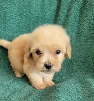 MINI MALTIPOO SAMMY, a male Maltipoo for sale in Irving, TX – 2 of 2