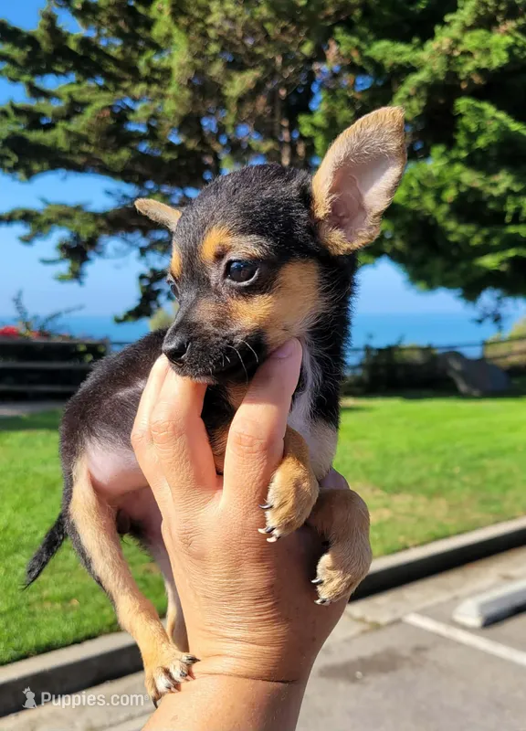 DAIZY  – Chihuahua puppy for sale in Covina, CA