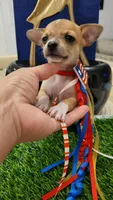 PACO, a male Chihuahua for sale in Dallas, TX – 6 of 6