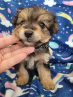 Benji, a male Pomapoo and Yorkipoo for sale in Dallas, TX – 5 of 8